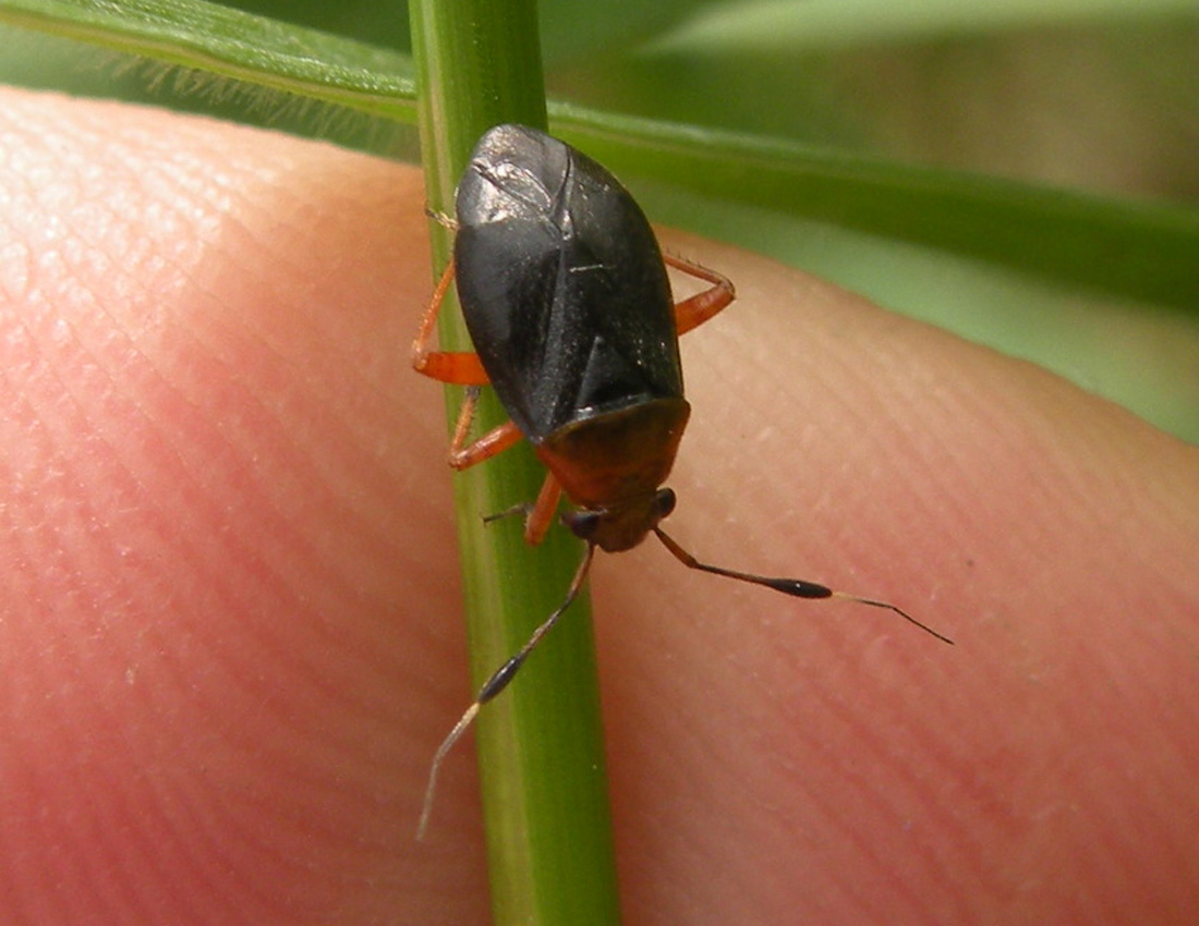 Forse Deraeocoris ruber? No, Capsus ater f.semiflava